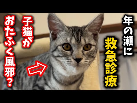 子猫がおたふく風邪に？急いで病院を受診しました サムネイル