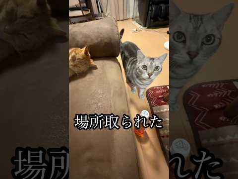 場所取られた 猫 cat アメショ たろう れん サムネイル
