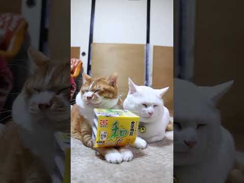 太子納豆　和だし　ひきわり　260130　のせ猫　納豆　 cat cute ねこ　 ネコ　 猫のいる暮らし　 cute… サムネイル