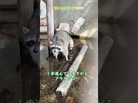 【東山動植物園公式】一歩進んで一歩下がる《 アライグマ 》 サムネイル