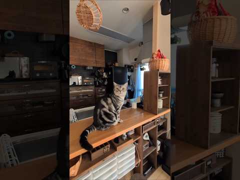 アメショーのラッテ アメショ ＃アメリカンショートヘア＃猫との暮らし猫と暮らす家猫 サムネイル