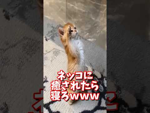 ネッコの動画で癒されたら寝ろｗｗｗ　2ch  動物  猫 癒やし ねこ動画 サムネイル