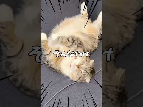 猫は自分の名前と同居猫の名前を聞き分けている？呼んでみた結果🤣🤣🤣 猫 サムネイル