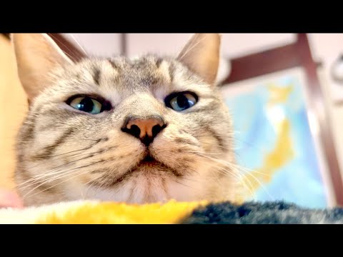 99%が5分で眠くなる｜猫×水の音ASMR Deep Relax ASMR｜Cat Purring & Wooden… サムネイル