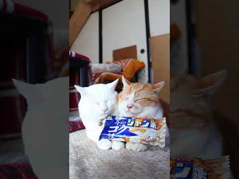 バニラモナカジャンボ＜冬限定＞　260108　のせ猫　 cat cute ねこ　 ネコ　 猫のいる暮らし　 　　 cu… サムネイル