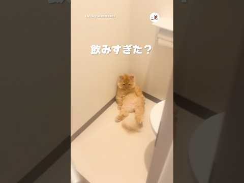 トイレが大好きすぎる猫さん|PECO