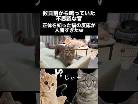 不思議な音の正体を知った猫の反応が人間すぎたw shorts 猫 猫好きさんと繋がりたい サムネイル