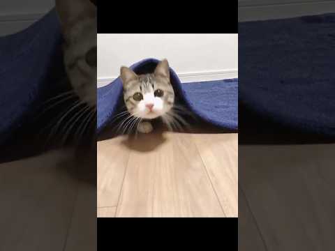 超絶カワヨ猫 猫 cat cats cute サムネイル