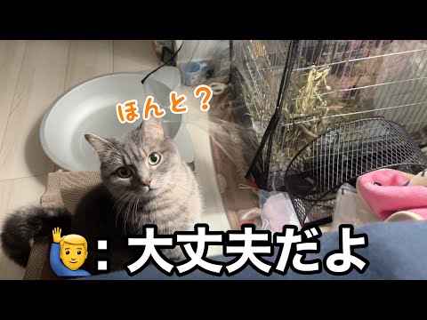 家族を心配した猫たちが優しすぎました サムネイル