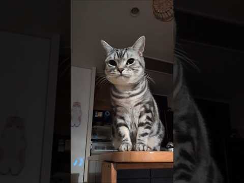 アメショーのラッテ アメショ アメリカンショートヘア 猫と暮らす家猫との暮らし猫 サムネイル