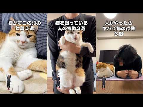 猫飼ってる人にしかワカラナイ６連発 サムネイル