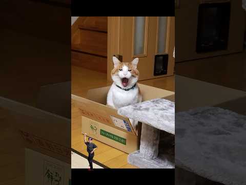 「捨てネコント」猫あるある|フルはApple Musicほか音楽アプリへ サムネイル