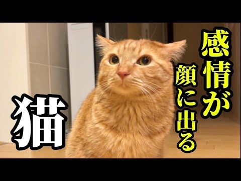 ボスに怒られて、感情が顔に出てしまう猫の悲しい１日 サムネイル