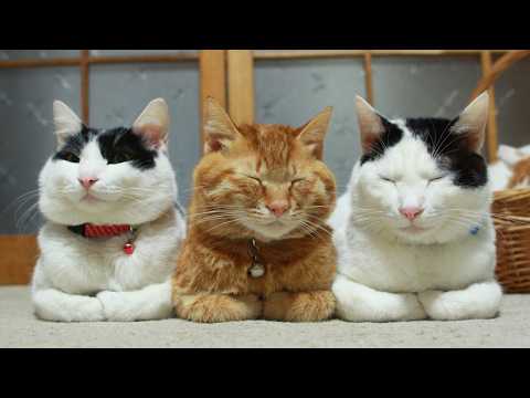 かご猫LIVE配信　2026年4月25日 サムネイル