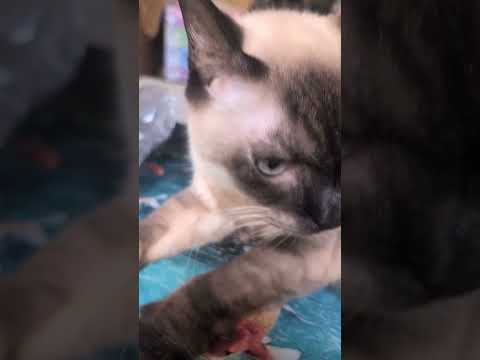 シャム猫shorts funny cat猫ガッツくん