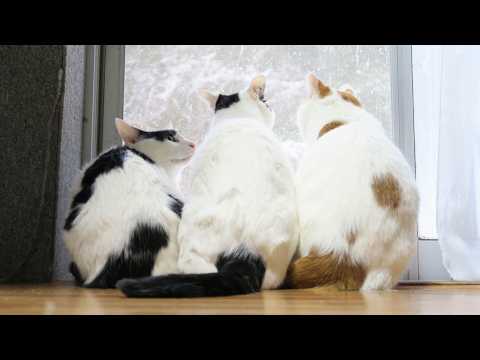 こたつのねこたちLIVE配信　　2026年2月28日 サムネイル