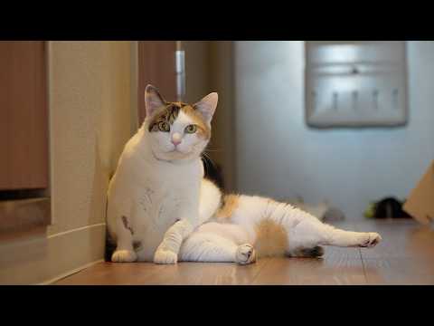 【30分】猫の音楽｜猫のいる日常BGM｜もしぬこ｜８ サムネイル