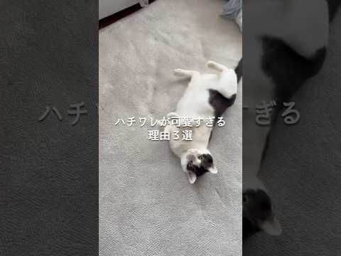 ハチワレが可愛すぎる理由3選 猫 ねこ 猫好きさんと繋がりたい 猫のいる暮らし 猫動画 ねこ動画 猫のいる生活 ねこの…