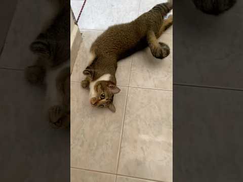 你再骗啊 サムネイル