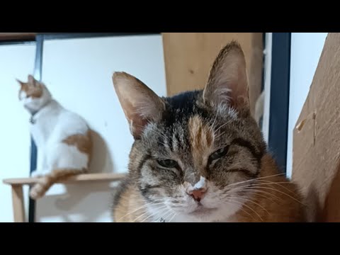 三毛子がライブ配信中！　2026年4月18日 サムネイル