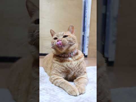 癒しの猫たちと麦茶のおやつタイム【話題の神回】