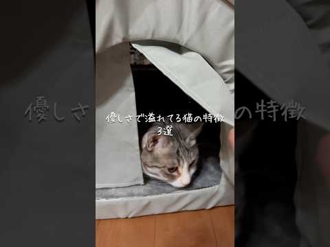 優しさで溢れてる猫の特徴3選 猫 ねこ 猫のいる暮らし 猫好きさんと繋がりたい 猫動画 猫のいる生活 猫好き ねこのい… サムネイル