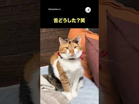 舌どうした？｜PECO サムネイル