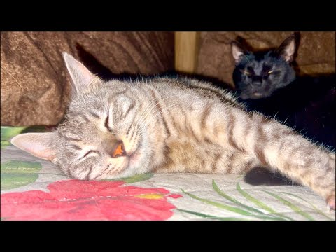 99% Sleep in 5 Minutes 😴 Cat Purring & Wooden Ball ASMR | 5… サムネイル