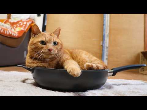 フライパン　麦茶　260311 サムネイル