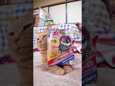 スペシャルイギリストースト（ジャリジャリMAX）　260226　のせ猫　 cat cute kitten 猫のいる暮ら… サムネイル