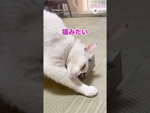 主さんまさかの発言🤭｜PECO サムネイル