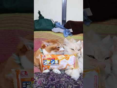 バニラモナカジャンボ　260526　 cat のせ猫 kitty　 バニラモナカジャンボ　ネコ cute　 ジャンボ… サムネイル