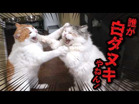 猫たちが殴り合いのケンカをして大変なことに…！！！ サムネイル