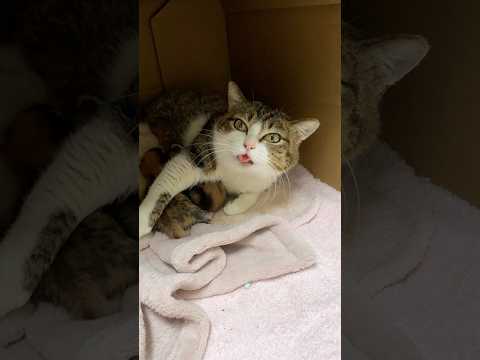 今日こそはシャーされないチャレンジ（5日目） サムネイル