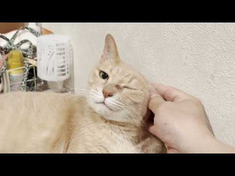 玄関で涙を流して泣く猫といつも通りに鳴く猫