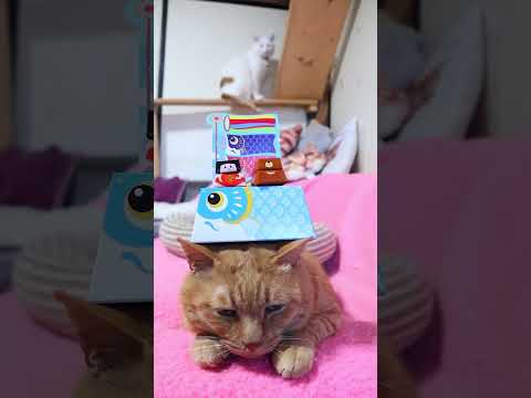 ビッグチロル〈こどもの日〉　260505　 cat のせ猫 cute　 ビッグチロル 猫のいる暮らし こどもの日　 猫… サムネイル