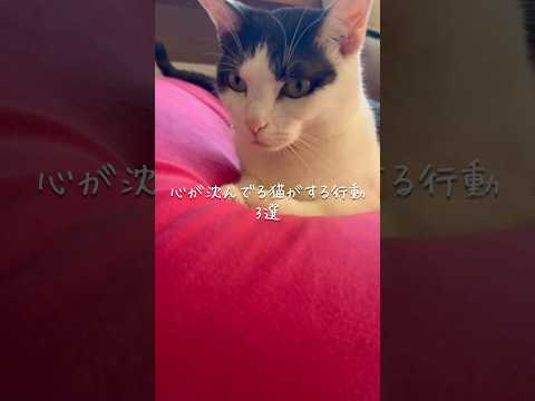 心が沈んでる猫がする行動3選 猫 ねこ 猫好きさんと繋がりたい 猫動画 ねこのいる生活 ねこ動画 猫のいる生活 雑学… サムネイル