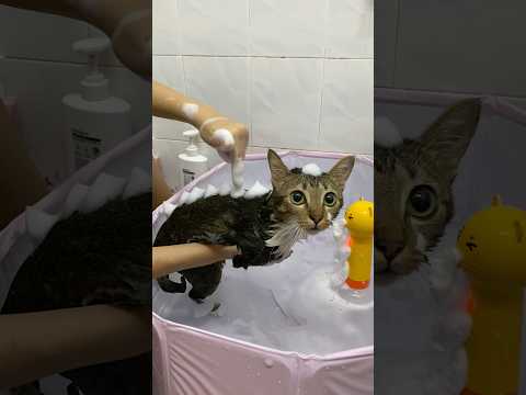兔兔洗澡日记 サムネイル