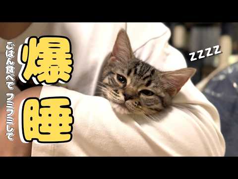 【天使】ごはん食べて、フミフミして、爆睡する子猫　cat 猫