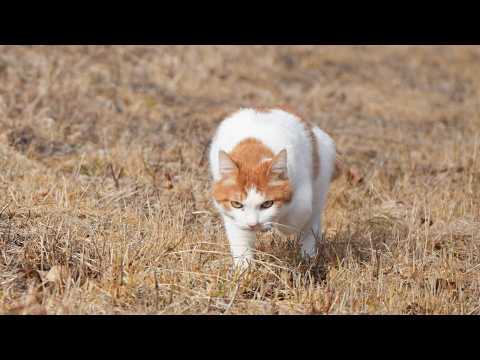 ちろさんぽ　260505 サムネイル