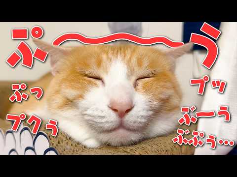 自分の誕生日に爆音でいびきをかいて寝るロビンなのであった。