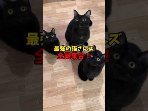 無敵！最強！それが猫！ サムネイル