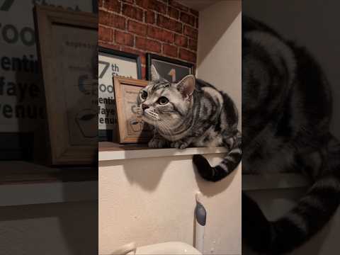 アメショーのラッテ アメショ アメリカンショートヘア ＃猫との暮らし猫と暮らす家猫 サムネイル