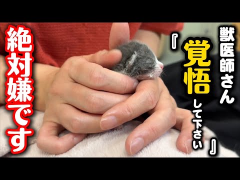 生後6日目の子猫を緊急で病院に連れていきました サムネイル