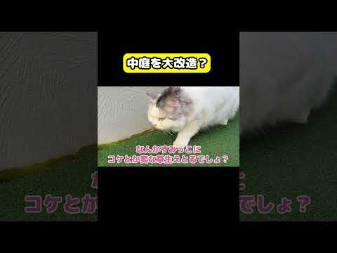 中庭を大改造？　猫 おもしろ アテレコ ニャンチューバーつくし サムネイル