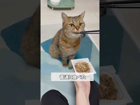 猫に納豆のネバネバを見せてみたら…
