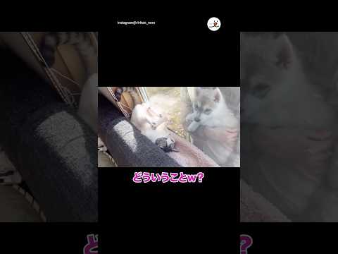 子ハスキーにデレデレな先住猫｜PECO サムネイル