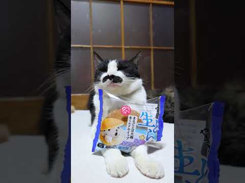 生どら　まるごと豆大福＆ミルクホイップ　260326　のせ猫　 cat　 cute　 ネコ　 猫のいる暮らし　 ねこ… サムネイル