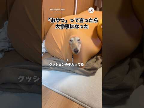 この状態でおやつって言ったら…|PECO