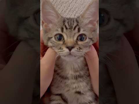 【天使】子猫の頃から鳴き方が可愛すぎる...!! cat 猫 サムネイル